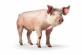 Pig photo realistic illustration - Generative AI. Royalty Free Stock Photo