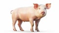 Pig piglet small animals mammal pink agriculture domestic farming livestock white