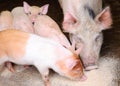 Pig and piglets eating swill Royalty Free Stock Photo