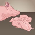 Pig And Piglets