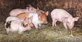 Pig Piglets in pen Royalty Free Stock Photo