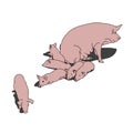 Pig and piglets (pink)