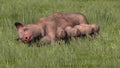 Pig with piglets for suckling in the grass