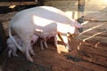 Pig with the piglets in the wooden barn