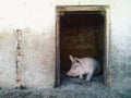 Pig in pigpen Royalty Free Stock Photo