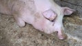 A pig in a pigsty. Agriculture. Pork production. A pink pig is resting on the floor of the barn. Flies sit on the body of a pig Royalty Free Stock Photo