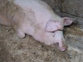 A pig in a pigsty. Agriculture. Pork production. A pink pig is resting on the floor of the barn. Flies sit on the body of a pig Royalty Free Stock Photo