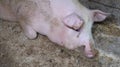 A pig in a pigsty. Agriculture. Pork production. A pink pig is resting on the floor of the barn. Flies sit on the body of a pig Royalty Free Stock Photo