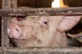 Pig in a pigsty Royalty Free Stock Photo