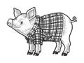 Pig in plaid shirt sketch vector illustration