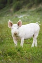 Pig playing in the grassy field Royalty Free Stock Photo