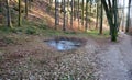 Pig pool in a spruce forest. used to capture rainwater in a forest gorge. A place of amphibian reproduction. Frogs and newts need