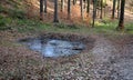 Pig pool in a spruce forest. used to capture rainwater in a forest gorge. A place of amphibian reproduction. Frogs and newts need