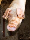 Pig portret Royalty Free Stock Photo