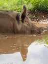 Pig Profile Portrait In Mud Pond With Reflection Royalty Free Stock Photo