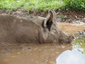 Pig Profile Portrait In Mud Pond With Reflection Royalty Free Stock Photo