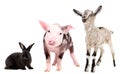 Pig, rabbit and goat Royalty Free Stock Photo