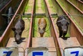 Pig race at the county fair Royalty Free Stock Photo