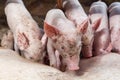 Pig races are breastfed newborn pigs. Royalty Free Stock Photo