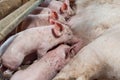 Pig races are breastfed newborn pigs Royalty Free Stock Photo