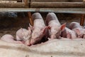 Pig races are breastfed newborn pigs Royalty Free Stock Photo