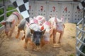 Pig Races