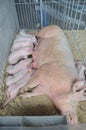 Pig the record-holder lies in the corral at the exhibition