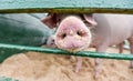 Pig resting in an outdoor pigsty in a pen Royalty Free Stock Photo