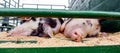 Pig resting in an outdoor pigsty in a pen Royalty Free Stock Photo