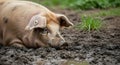 A pig rests in the mud with grass visible in the background outdoors Royalty Free Stock Photo