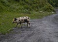 Pig on the road. Georgia Royalty Free Stock Photo