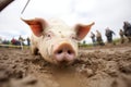 pig rolling in mud, fisheye lens capturing the action up close