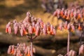 Pig`s Ears Cotyledon Orbiculata orange succulent plant flowers Royalty Free Stock Photo