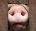 Pig's Nose