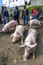 A pig seller waits for customers at the Otavalo animal market in Ecuador in South America.