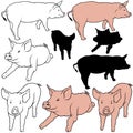 Pig Set