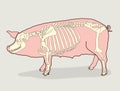 Pig Skeleton. Vector Illustration. Pig Skeleton Diagram.