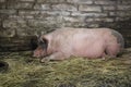 Pig sleeping in barn Royalty Free Stock Photo