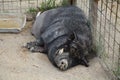 Pig sleeping behind the fence