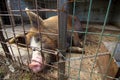 Pig sleeping Royalty Free Stock Photo