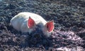 Pig sleeping in the mud Royalty Free Stock Photo