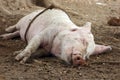 Pig sleeping in mud Royalty Free Stock Photo