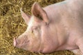 Pig sleeping in pigpen Royalty Free Stock Photo