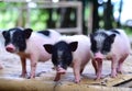 Pig small body dwarf pigs miniature