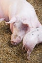 Pig and small pink pigs Royalty Free Stock Photo