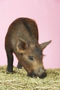 Pig Sniffing Food On Hay