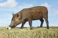 Pig Sniffing Food On Hay