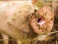 Pig snout Royalty Free Stock Photo