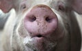 Pig Snout Royalty Free Stock Photo