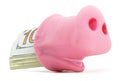 Pig Snout With Cash Royalty Free Stock Photo